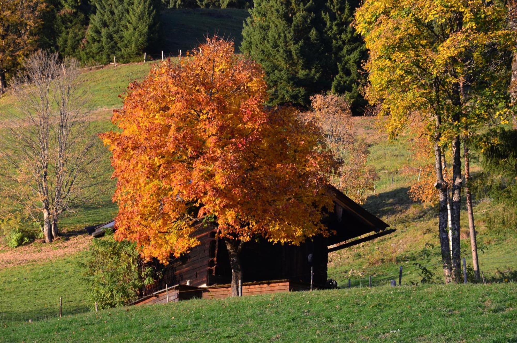 Hof Hamoos Apartamento Kitzbühel Exterior foto