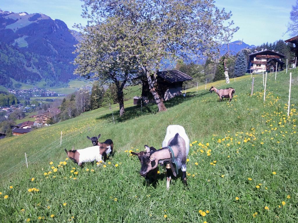 Hof Hamoos Apartamento Kitzbühel Exterior foto